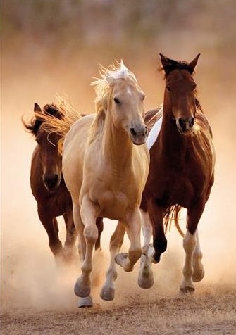 PUZZLE 1000 PEZZI HIGH QUALITY COLLECTION RUNNING HORSES CAVALLI IN CORSA  69 X 50 CM CLEMENTONI – Cartolibreria Orsino